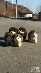 Cutest baby animals in the Animal Kingdom Video #3