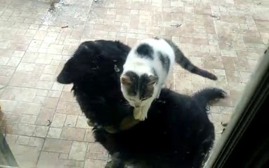 Kedi ile Köpeğin İlginç Dostluğu