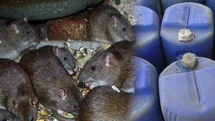 बरेली में 800 लीटर शराब पी गए चूहे, पुलिस देखती रही तमाशा