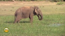 The wounded elephant treated by wildlife officers !