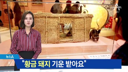 “황금 돼지 기운 받아요”…2019년, 모두 잘 ‘돼지’