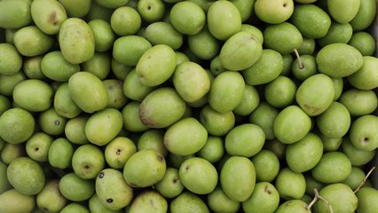 انتعاش ملحوظ لزارعة الزيتون وصناعة الزيت بكردستان