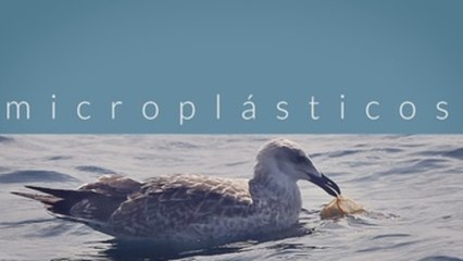 La Fundeu elige "Microplásticos" como palabra del año 2018