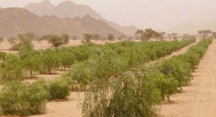 شاهد: طفل سعودي يضايف ركاب طائرة بهذه الطريقة