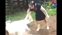 Cow attack on people funny videos - Cow attack people very funny