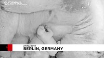 شاهد: ديسمٌ في حديقة حيوان برلين يتلقى حناناً وحليباً من أمّه