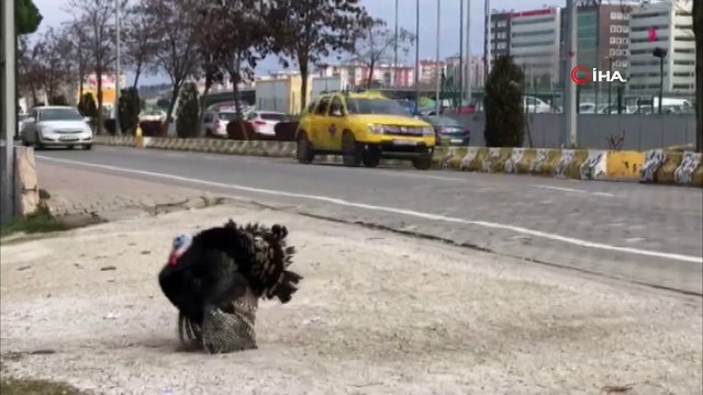 Bu kez sahibinin elinden yılbaşı hindisi kaçtı
