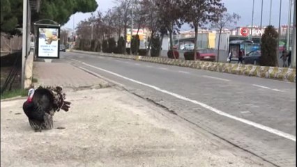 Bu Kez Sahibinin Elinden Yılbaşı Hindisi Kaçtı