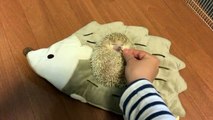 Spoiled hedgehog gets hand-fed tasty treats