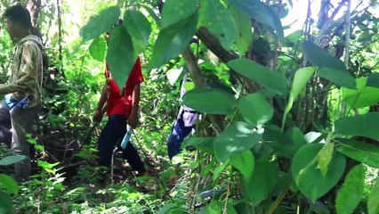 Endonezya'da bir fil ölü bulundu - AÇE