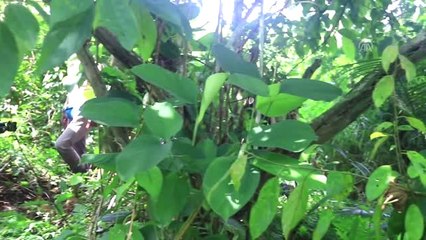 Endonezya'da Bir Fil Ölü Bulundu