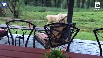 لمن يجرؤ فقط.. منزل سياحي وسط عشرات الأسود المتوحشة 