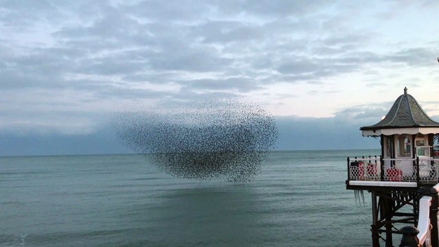 A Murmuration of Birds in Brighton
