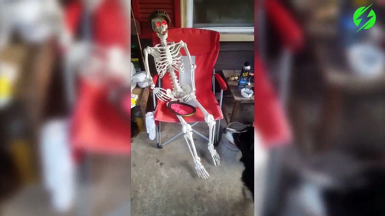 Ce chien veut jouer avec un squelette.... aller, lance moi la balle