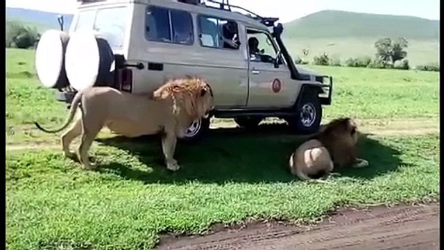 Des touristes idiots essayent de toucher un lion en liberté !