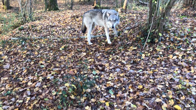 Les loups de Muriel Bec, dresseuse animalière pour le cinéma