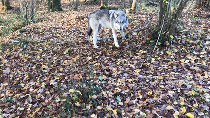Les loups de Muriel Bec, dresseuse animalière pour le cinéma