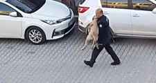 Polis Memuru, Otomobilin Çarptığı Yaralı Köpeği Veteriner Kliniğine Kadar Kucağında Taşıdı