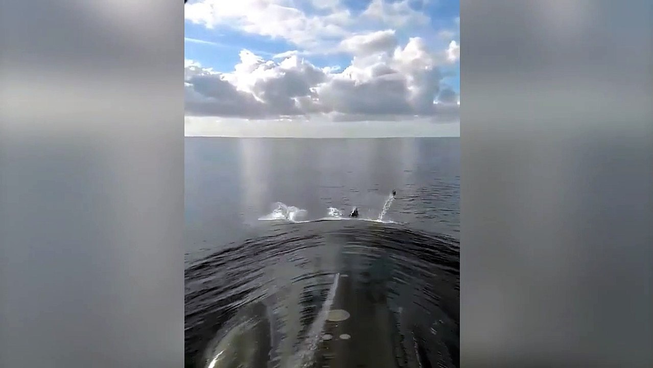 Des dauphins nagent devant un sous-marin !