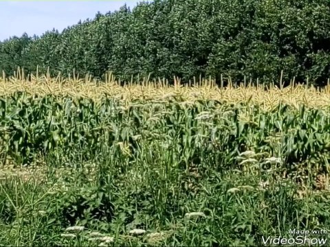 Sweetcorn field wild berries wild flowers and wild strawberries