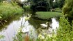 Swans and cygnets at Fishbourne duck pond