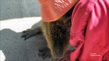 The Most Affectionate Capybara in The World   カピバラは私にキスをしました。シュー世界でも愛情カピバラ