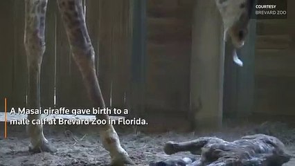 A newborn Masai giraffe attempts to walk at Florida’s Brevard Zoo