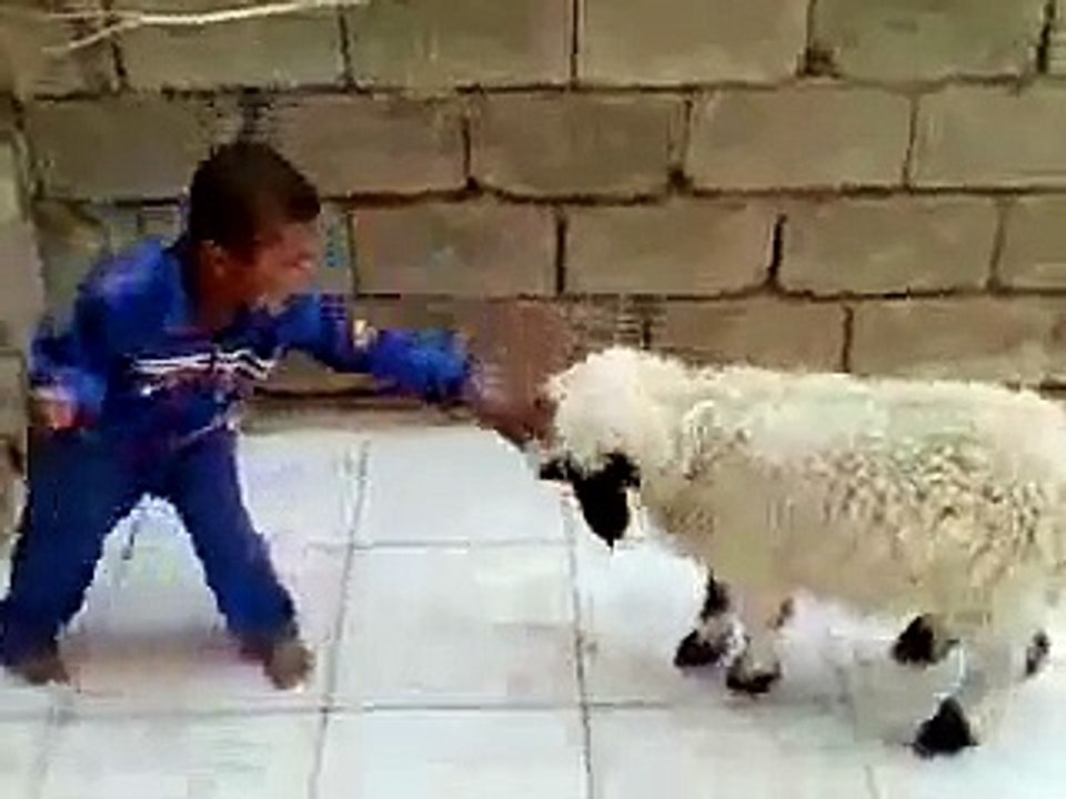 kid play with sheep