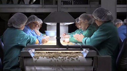 Fındık ihracatçısı yeni yıla umutlu giriyor (1) - ORDU