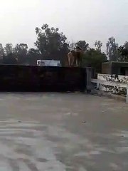 Monkeys in the back garden!