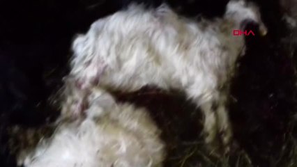 Hakkari Yüksekova'da Ağıla Giren Kurtlar, 30 Küçükbaşı Telef Etti