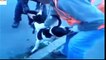 dog vs cat fighting to death   animal attack videos
