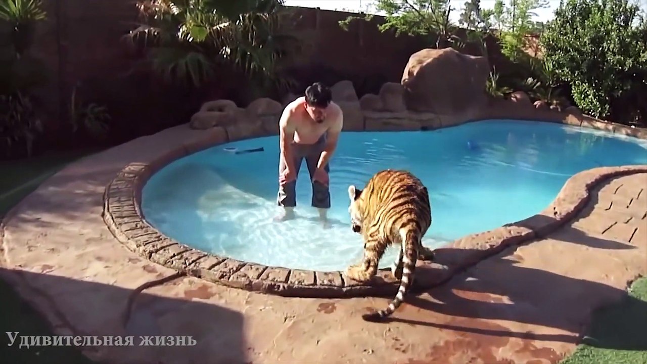 .Predatory animals at home