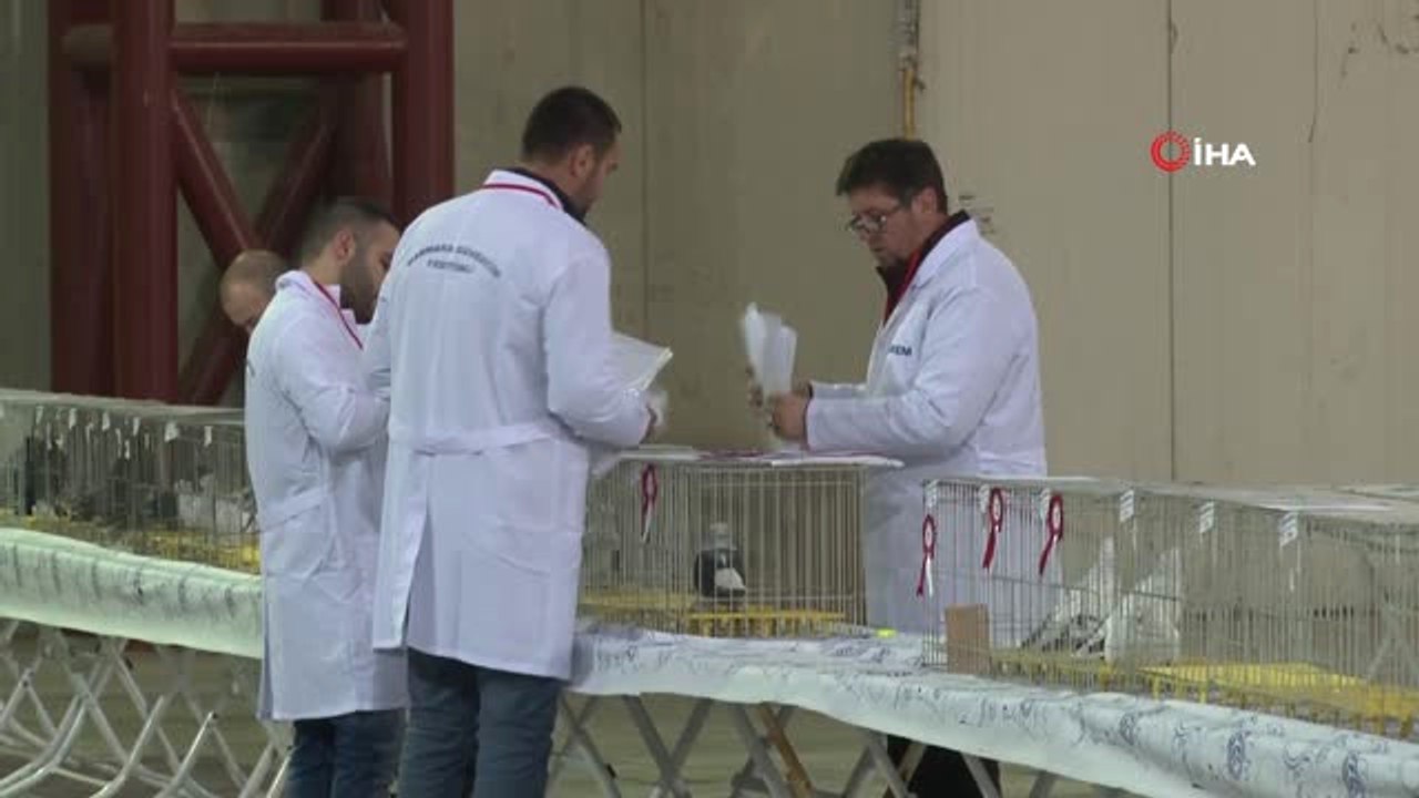 Araba Fiyatına Güvercinler Görücüye Çıktı