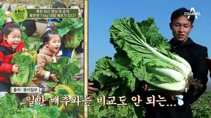 진실 혹은 거짓! 북한에는 아이 키만 한 15kg 대왕 배추가 있다?!
