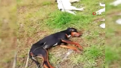 Trabzon'da Sokakta Yaşayan 8 Köpek ve 2 Kedi Ölü Bulundu