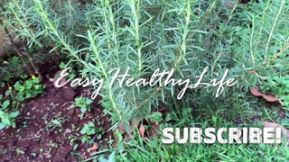 Rosemary Plant