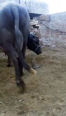 Murrah Buffalo for sale at Vill  Badni Dist Moga Punjab