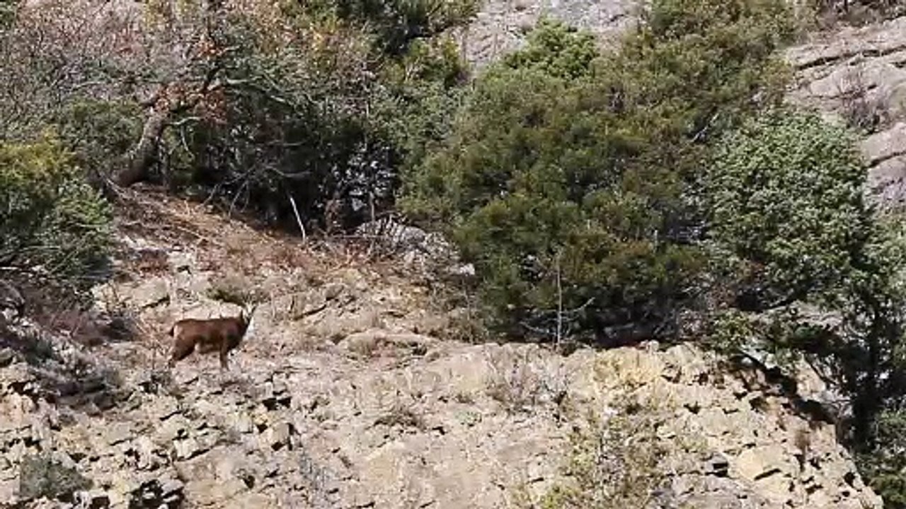 Chamois paisible...