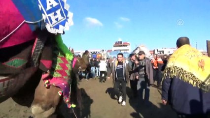 Deve güreşleri yapıldı - ÇANAKKALE