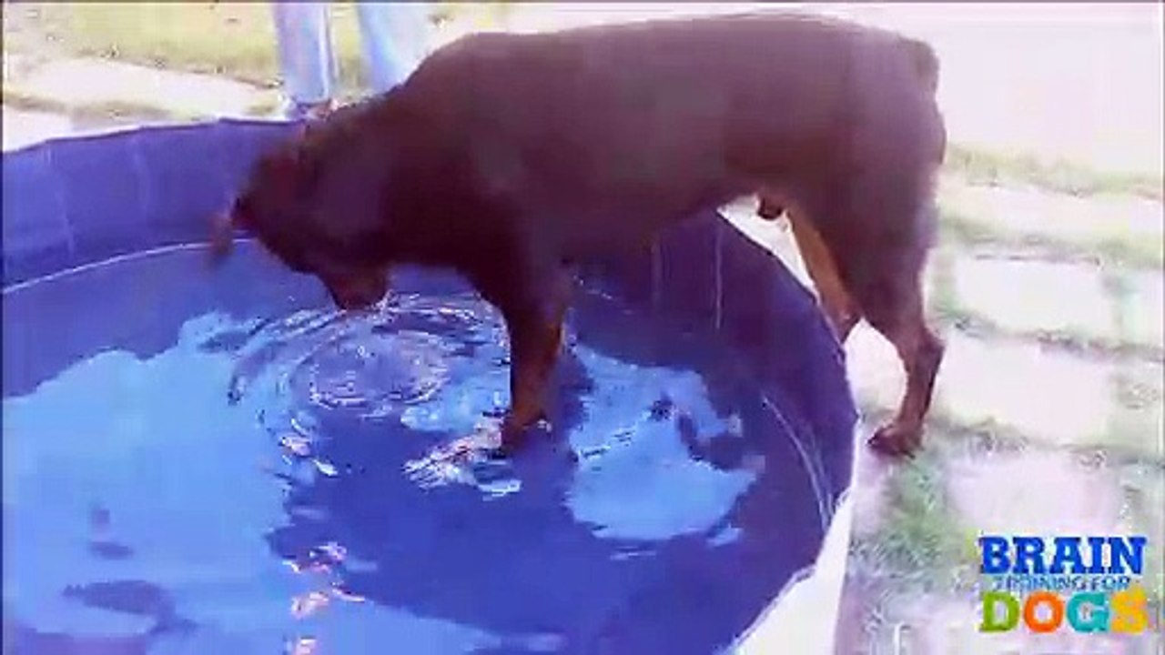 Learn How to Develops Your Dog's With Simple training strategy 