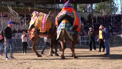 Kumluca 13. Geleneksel Deve Güreşleri yapıldı - ANTALYA