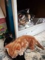 Adorable Mom Cat Teach Kitties How to Catch Mice in 3rd Week