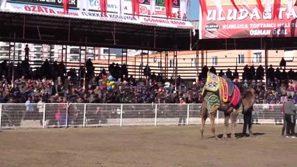 Kumluca 13. Geleneksel Deve Güreşleri Yapıldı