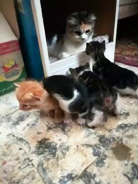 How Mom Cat Call Out Her Kitties