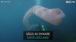 Dykare vid Nya Zeeland stöter på en åtta meter lång mask!