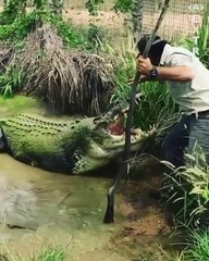 Il prend d'énorme risques en s'amusant avec un crocodile géant