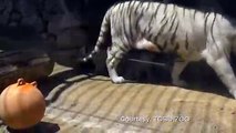 Ce bébé tigre blanc vient en aide à son frère coincé dans le bassin... adorable