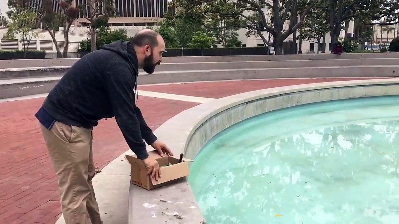 Moment émouvant où un bébé canard retrouve sa maman
