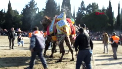 Balıkesir Gömeç'te Deve Güreşi Heyecanı